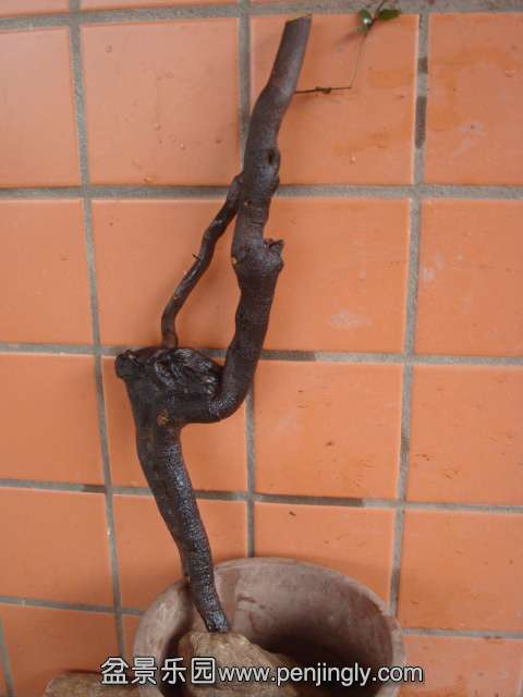 DSC08854.JPG