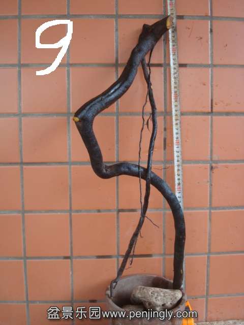 DSC08855.JPG