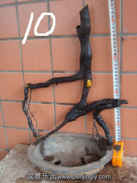 DSC08860.JPG