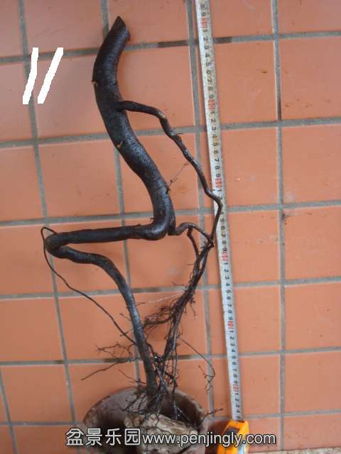 DSC08862.JPG
