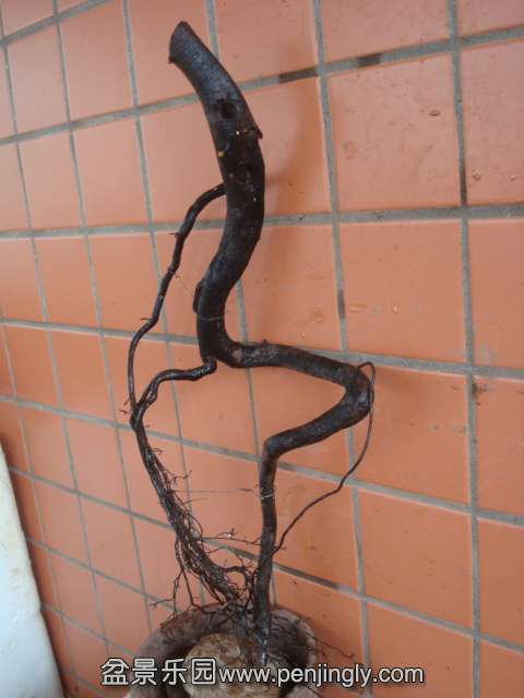 DSC08864.JPG
