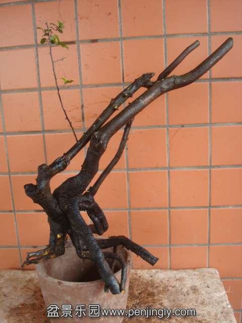DSC08870.JPG