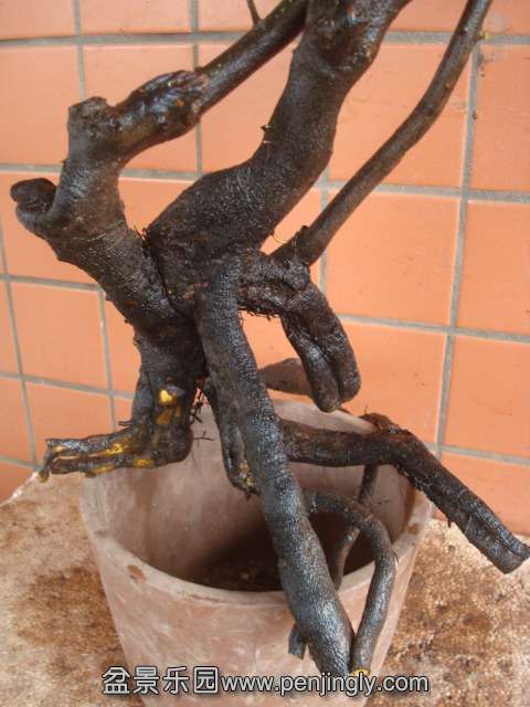 DSC08874.JPG