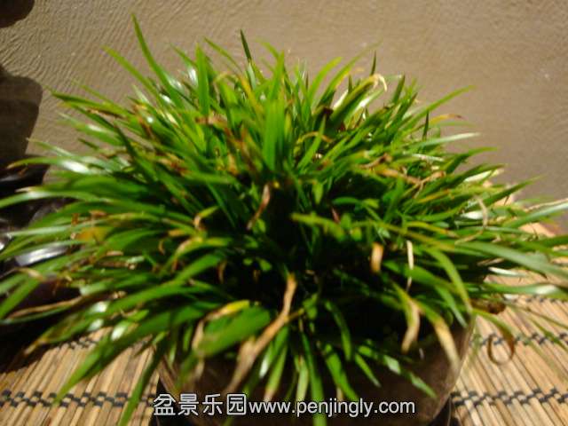 DSC09678.JPG