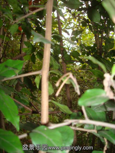 DSC08798.JPG