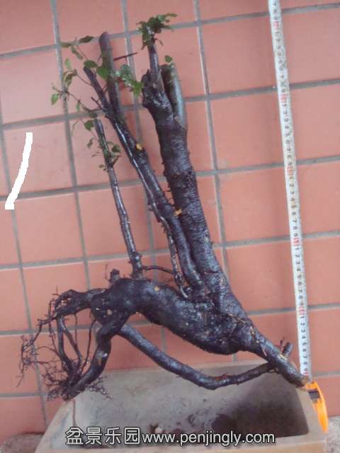 DSC08881.JPG