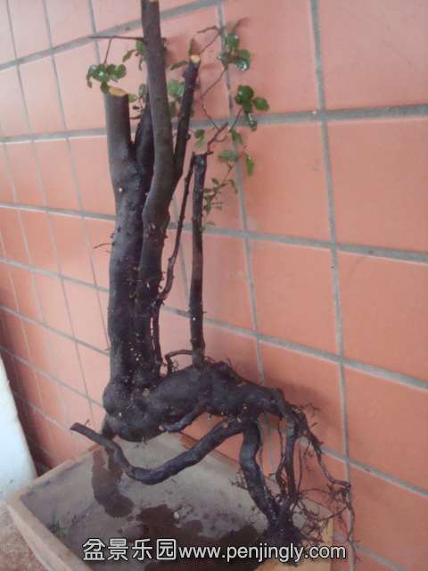 DSC08886.JPG