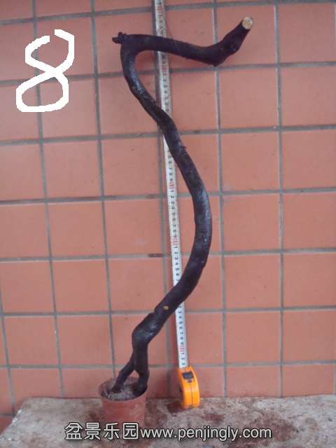 DSC08910.JPG