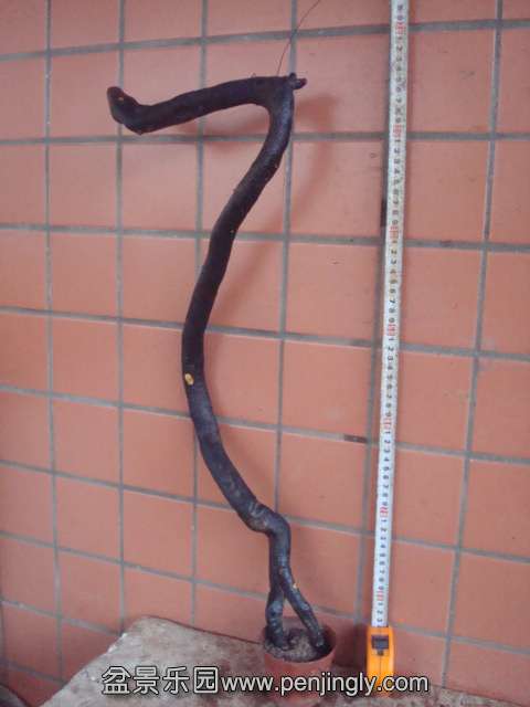 DSC08912.JPG