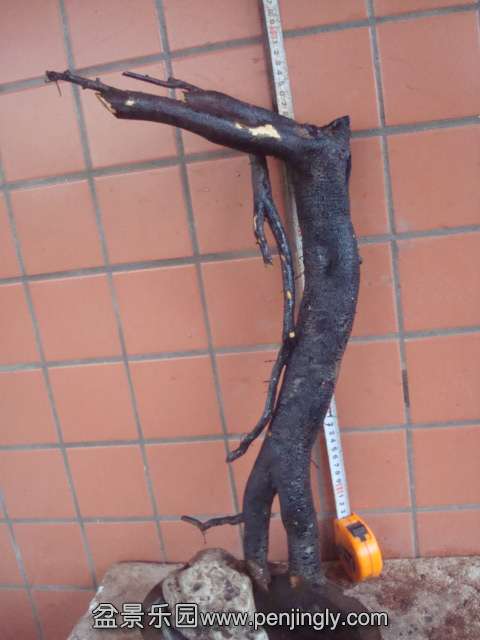 DSC08926.JPG