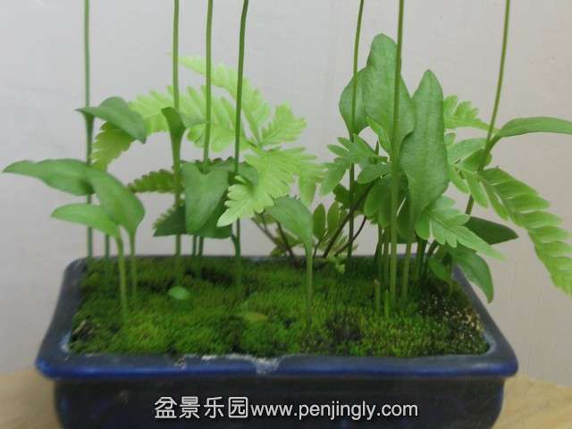 0IMG_8216c.jpg