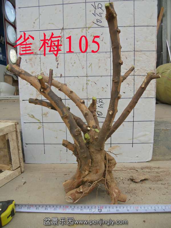 CIMG3093.JPG