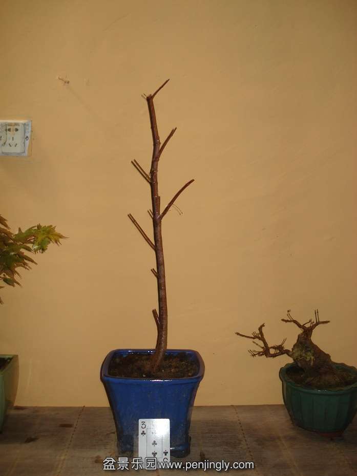 DSC00981.JPG