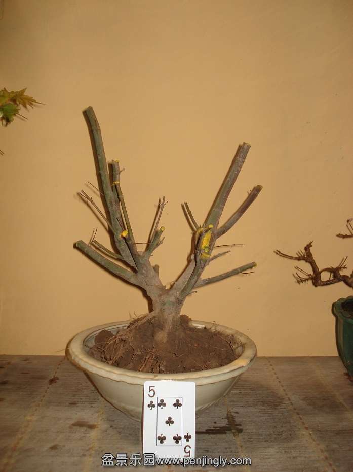 DSC00985.JPG