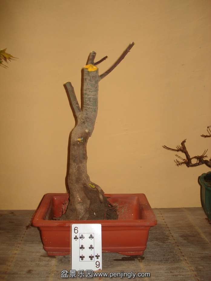 DSC00987.JPG