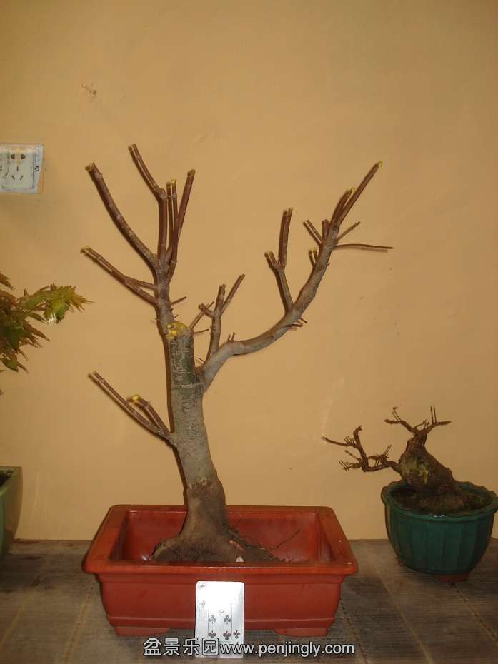 DSC00990.JPG