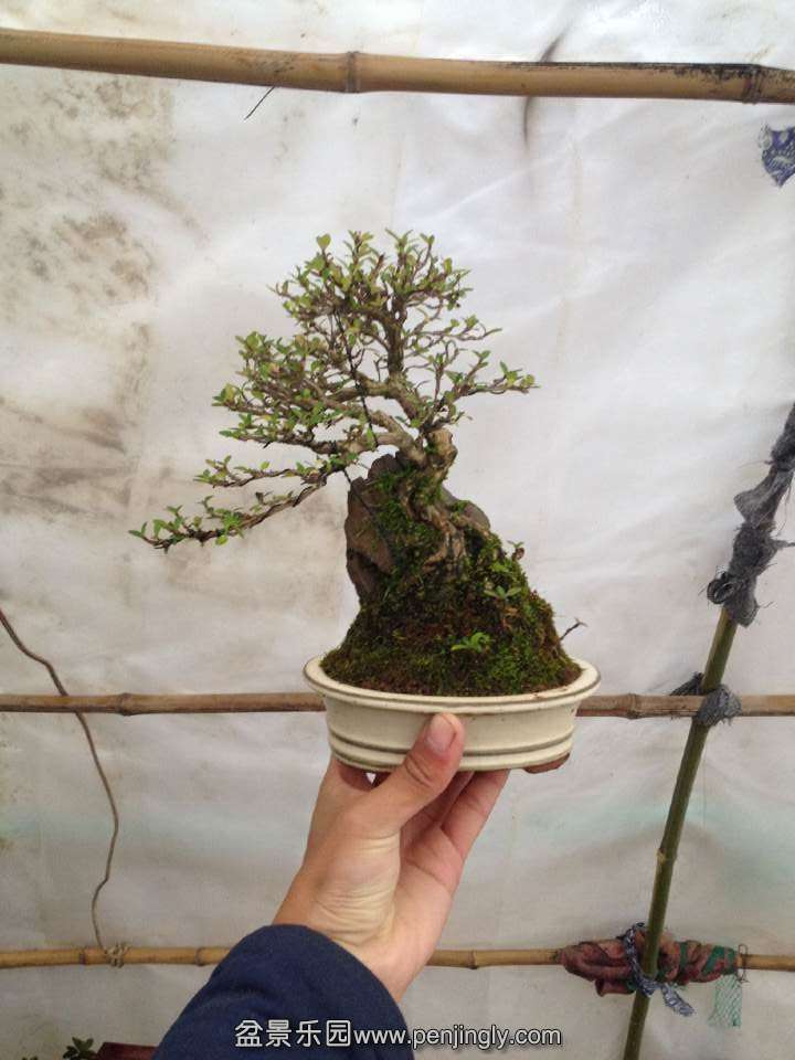 QQͼƬ20141210144432.jpg