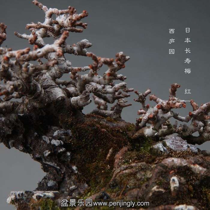bonsai1412103.jpg