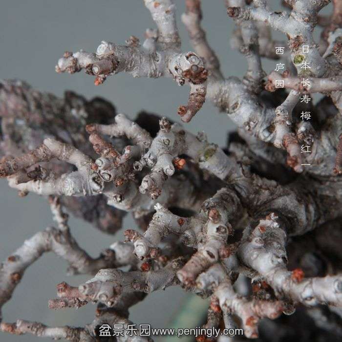 bonsai1412105.jpg