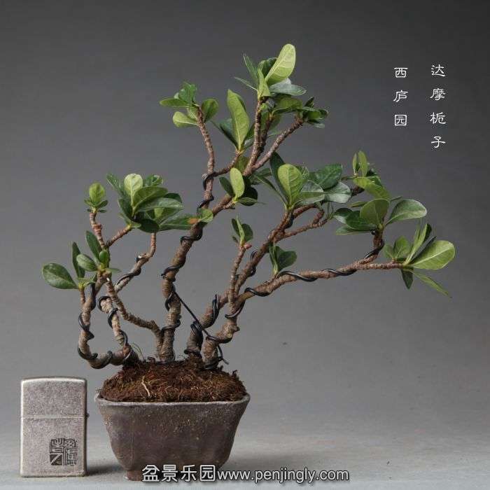 bonsai1412108.jpg