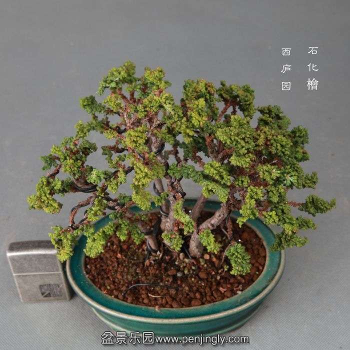 bonsai1412107.jpg