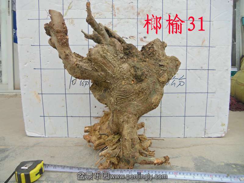 CIMG3096.JPG