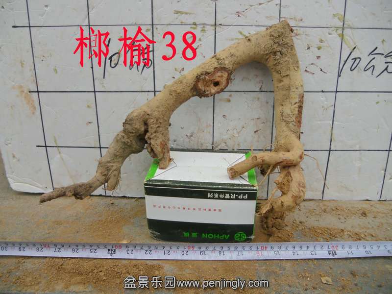 CIMG3126.JPG