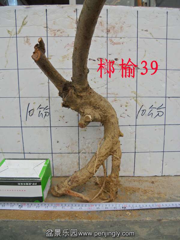 CIMG3128.JPG