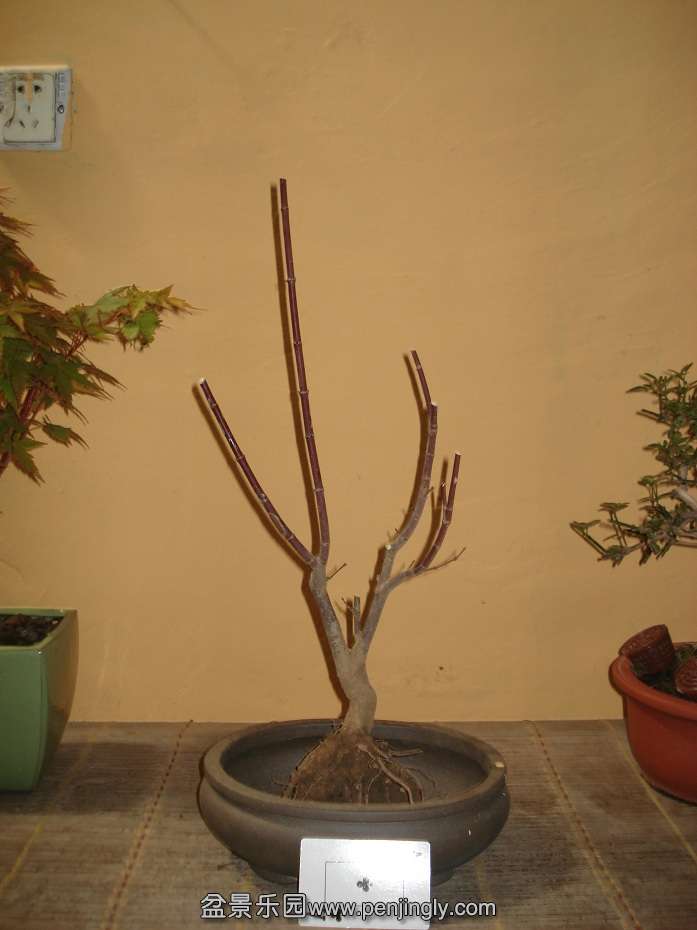 DSC00991.JPG