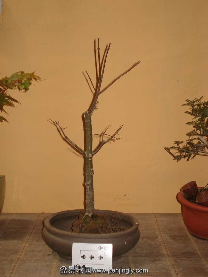 DSC00993.JPG