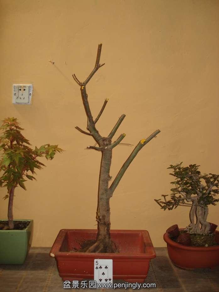 DSC00997.JPG