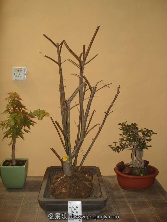 DSC01003.JPG