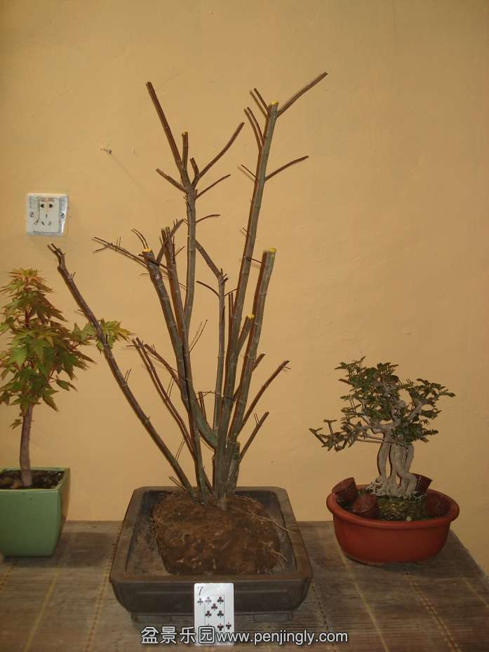 DSC01004.JPG