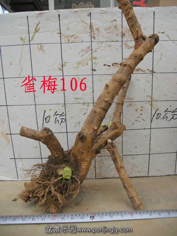 CIMG3134.JPG