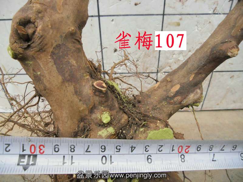 CIMG3136.JPG