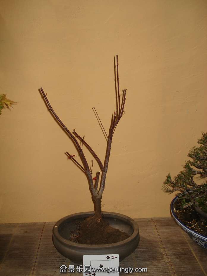 DSC01006.JPG