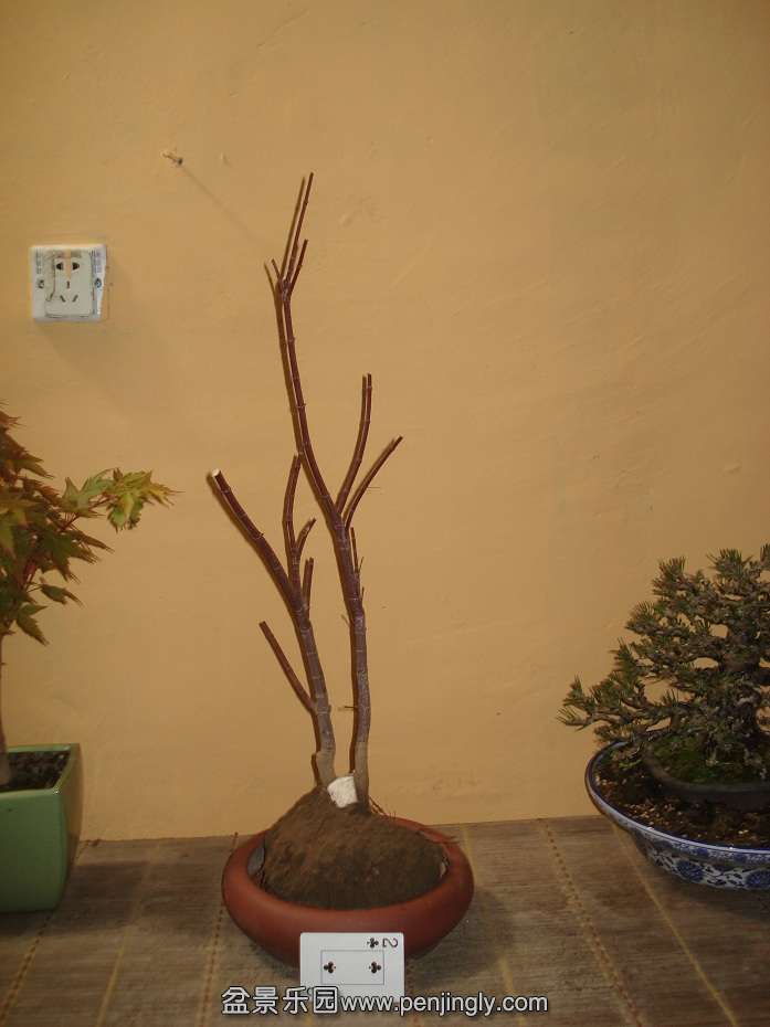 DSC01007.JPG