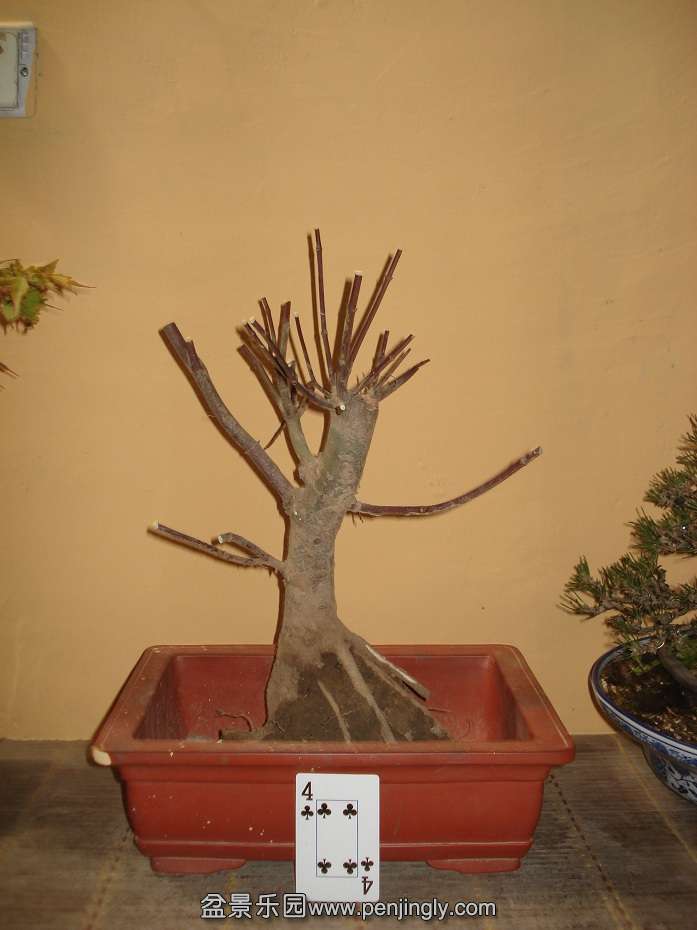 DSC01009.JPG