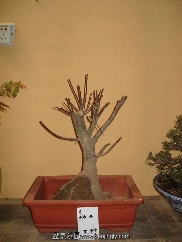 DSC01010.JPG