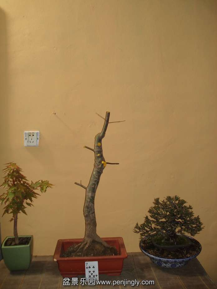 DSC01018.JPG