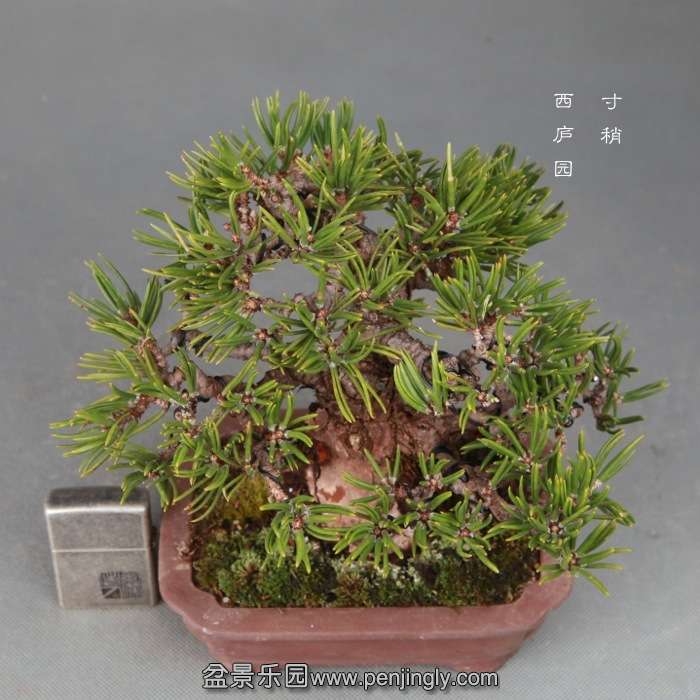 bonsai14121218.jpg