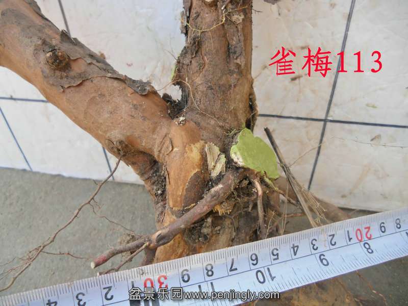 CIMG3153.JPG