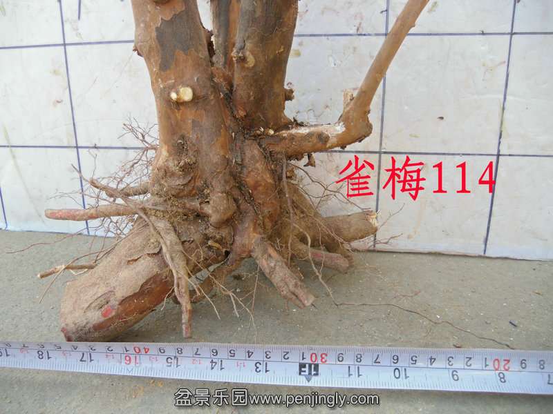 CIMG3156.JPG