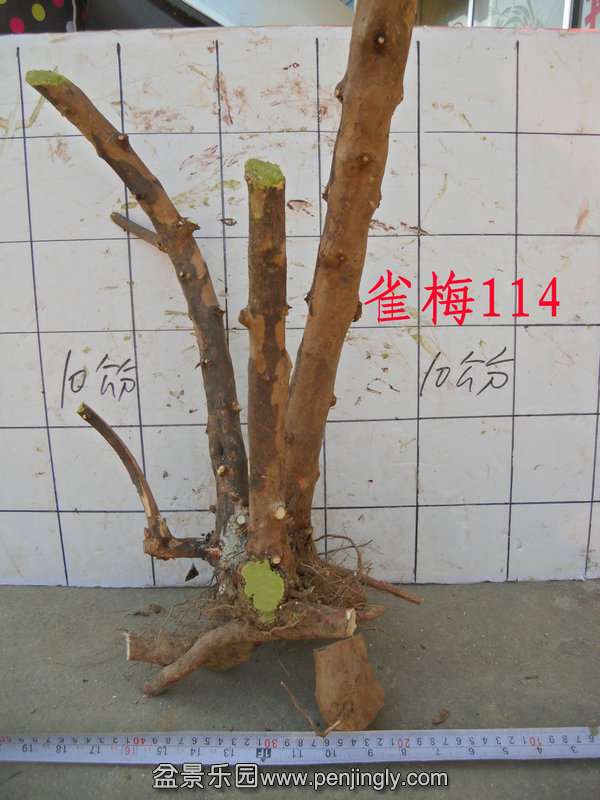 CIMG3157.JPG