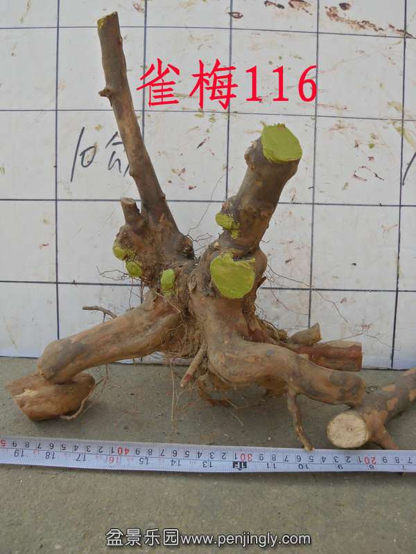 CIMG3163.JPG
