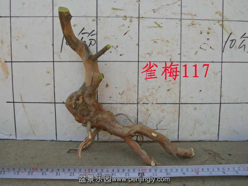 CIMG3164.JPG
