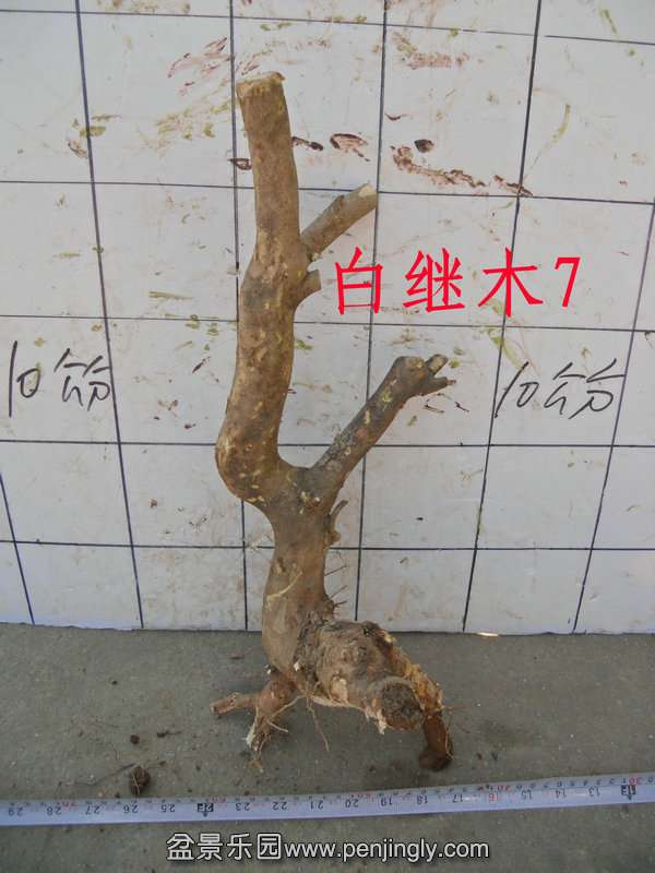 CIMG3169.JPG