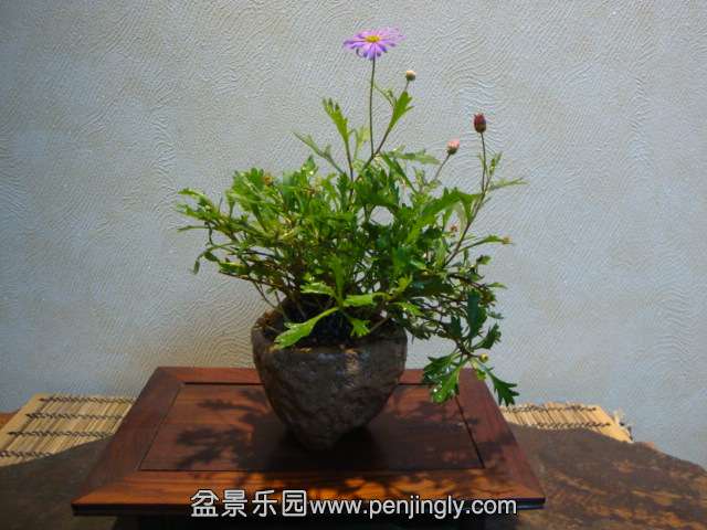 DSC09681.JPG