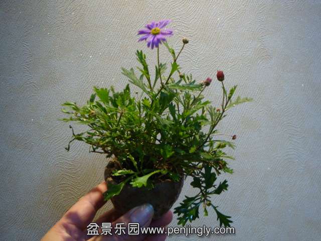 DSC09684.JPG