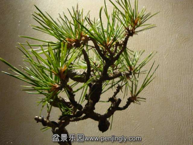 DSC09635.JPG